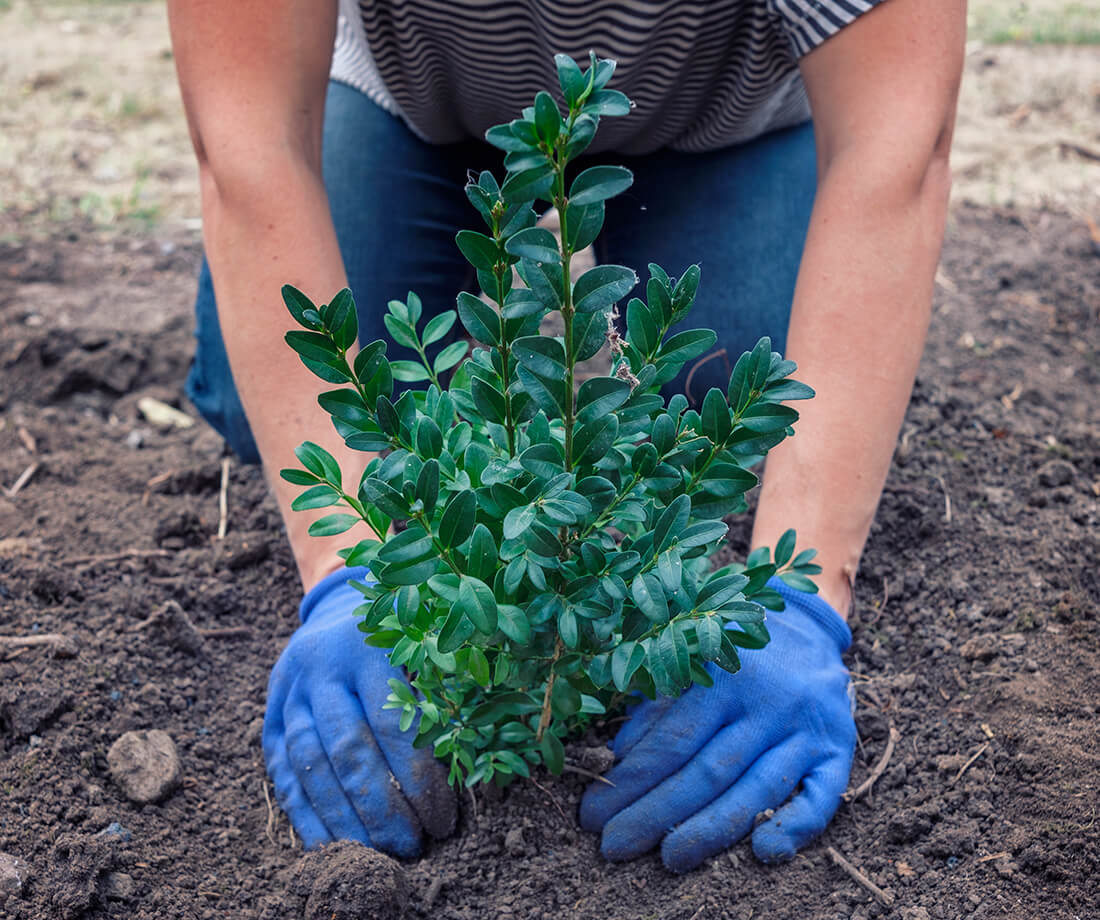 baum-pflanzen-witten-baeume-pflanzen-bochum-aufforstung