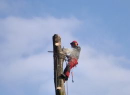 baumfaellung-witten-skt-witten-gefahrenfaellung-baum