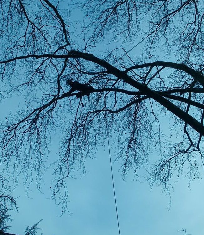baumkontrolle-verkehrssicherungspflicht-baum-witten