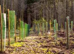 baumpflanzen-baeume-pflanzen-witten-aufforstung